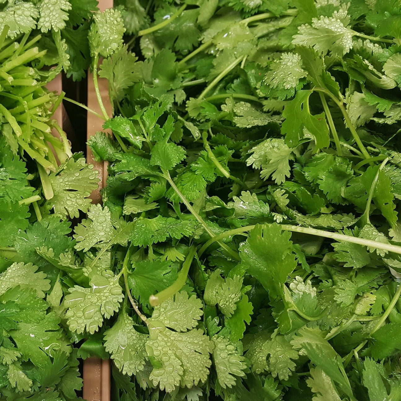 Cilantro bandeja - Imagen 3