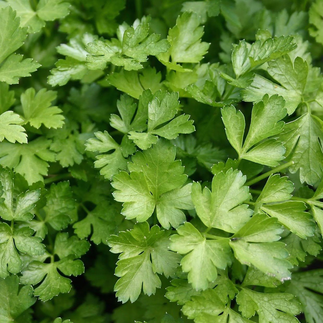 Cilantro bandeja - Imagen 2