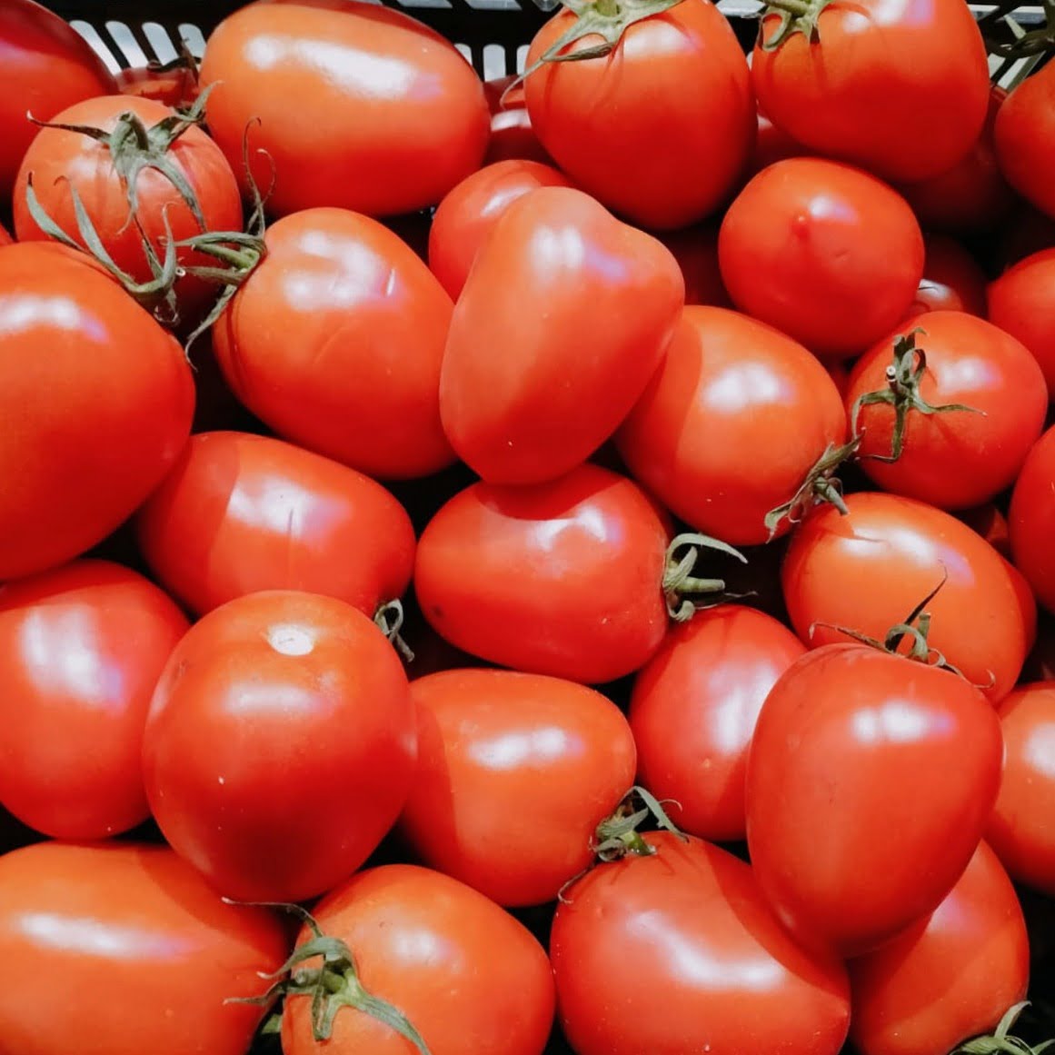 Tomate pera - Imagen 3