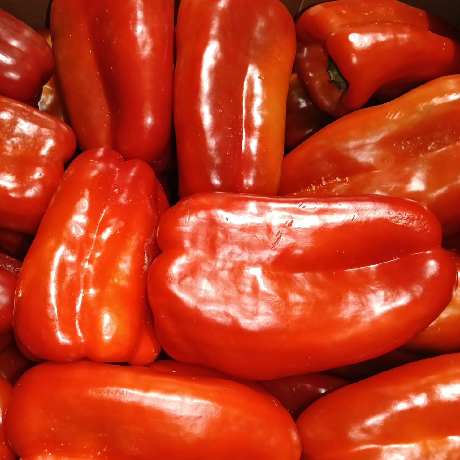 Pimiento rojo lamuyo - Imagen 4