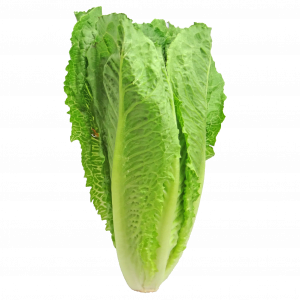 Lechuga romana bolsa