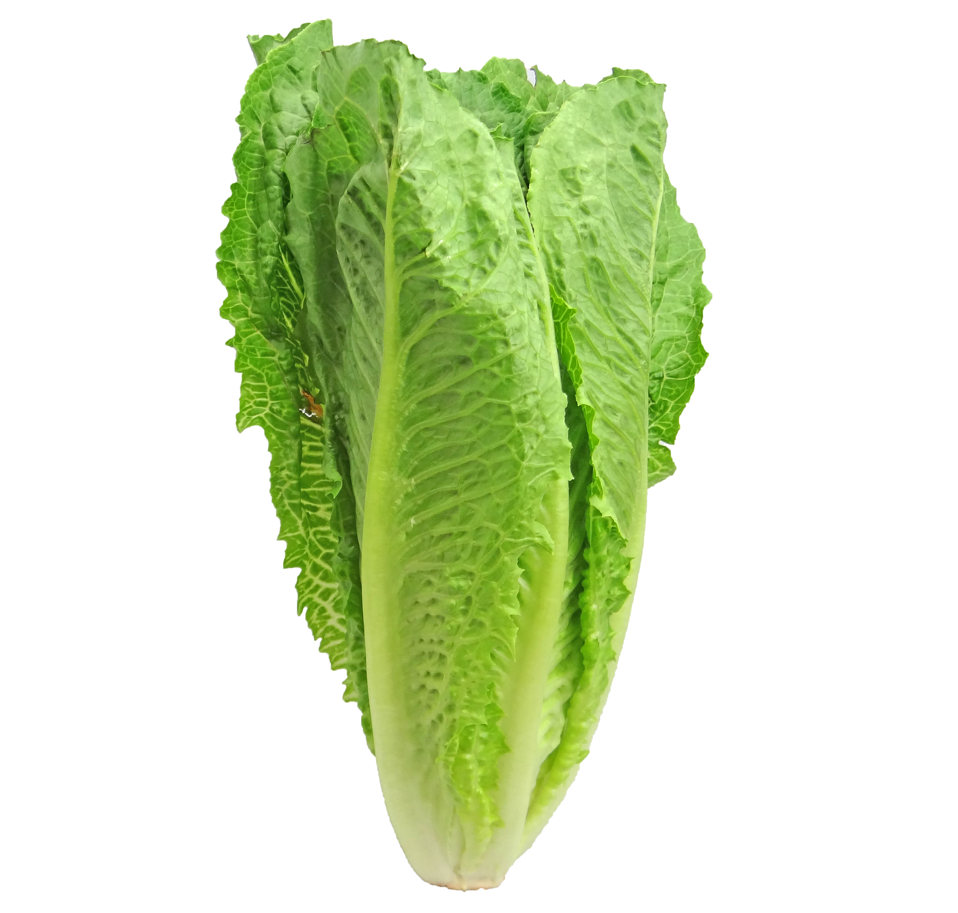 Lechuga romana bolsa