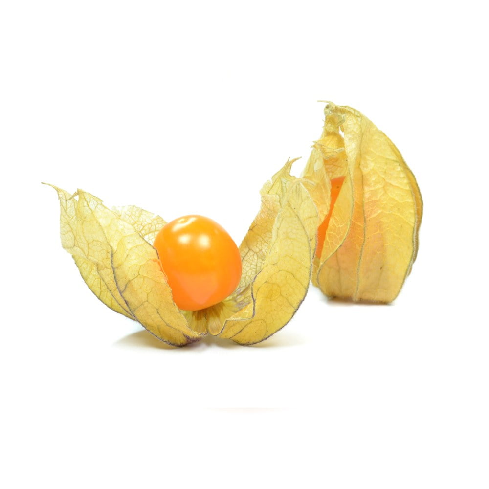Physalis