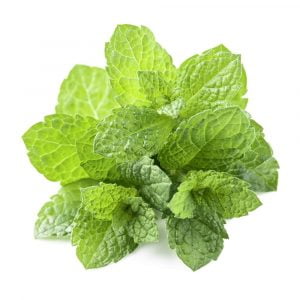 Menta bandeja